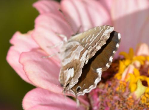 Réf. 244 049 : Cacyreus marshalli